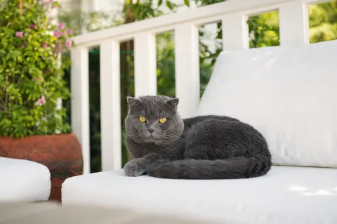 DİDİ Otel Sapanca bahçesinde dinlenen kedi